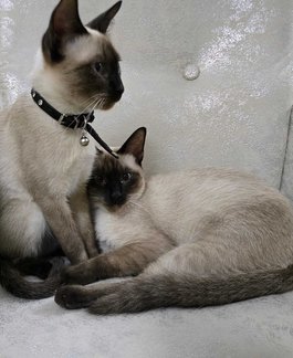 Siamese For Sale In Jaipur