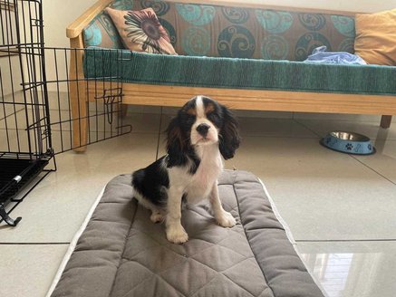 Cavalier King Charles Spaniel For Sale In Ahmedabad