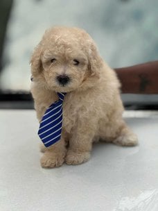 Poodle For Sale In Bangalore