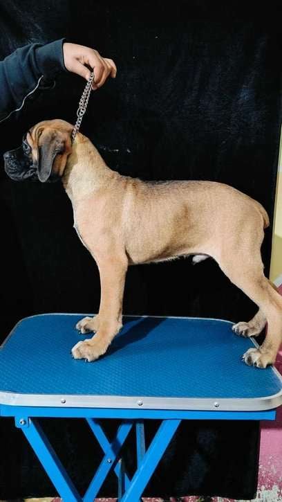 Great Dane For Sale In Pune
