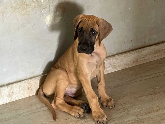 Great Dane For Sale In Panvel