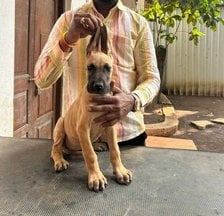 Great Dane For Sale In Pune