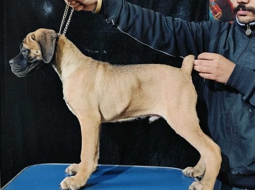 Great Dane For Sale In Pune