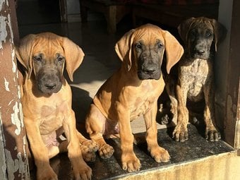 Great Dane For Sale In Pune