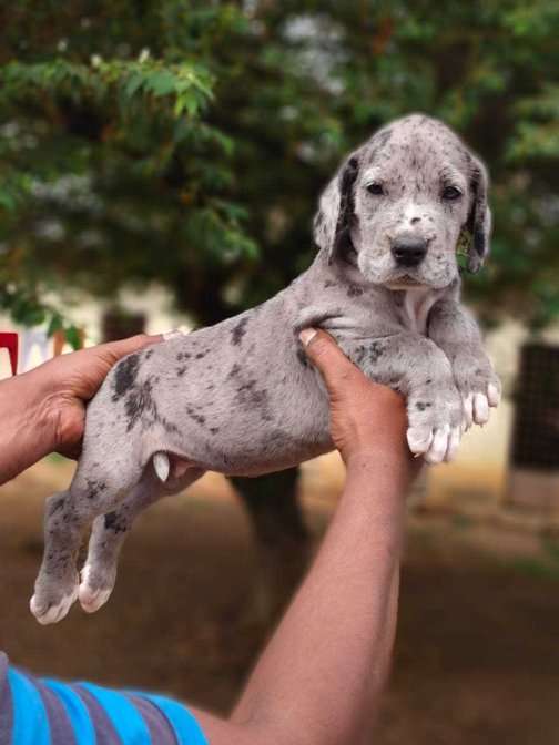 Great Dane For Sale In Ahmedabad