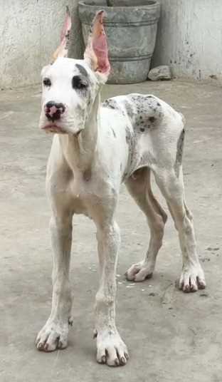 Great Dane For Sale In Ahmedabad