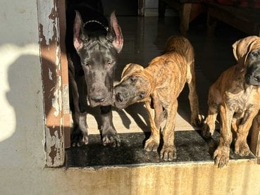 Great Dane For Sale In Mumbai