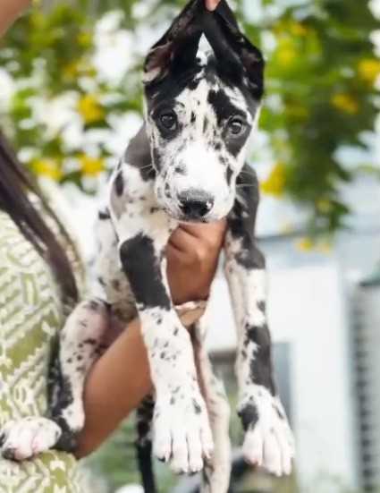 Great Dane For Sale In Mumbai