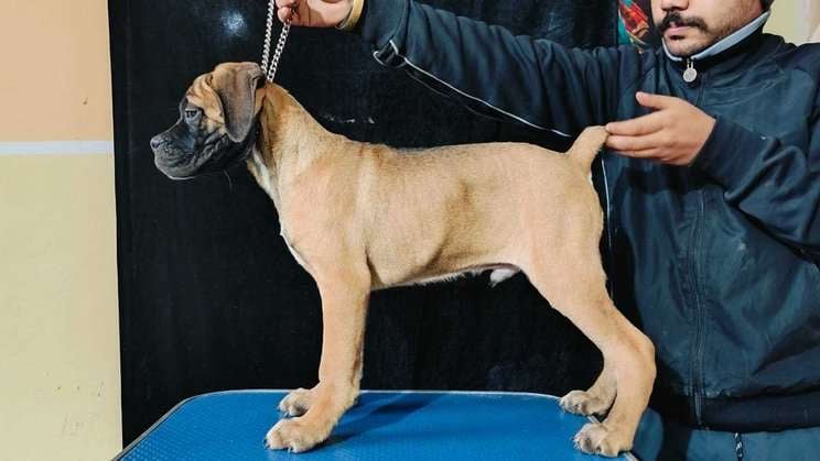Great Dane For Sale In Bhopal