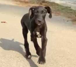 Great Dane For Sale In Bhopal
