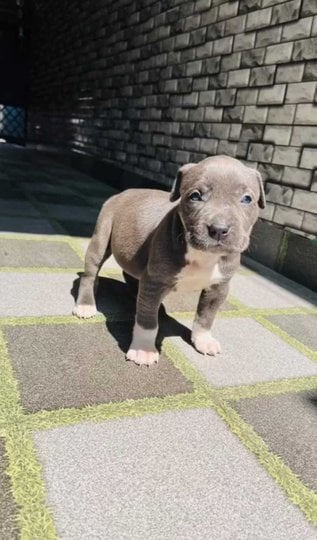 Pitbull For Sale In Mumbai