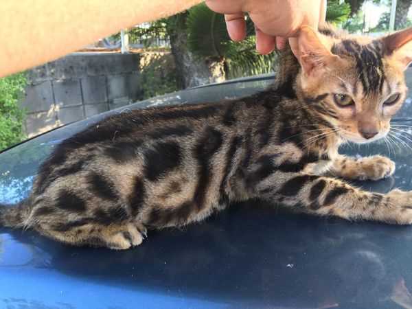 Bengal For Sale In Ahmedabad