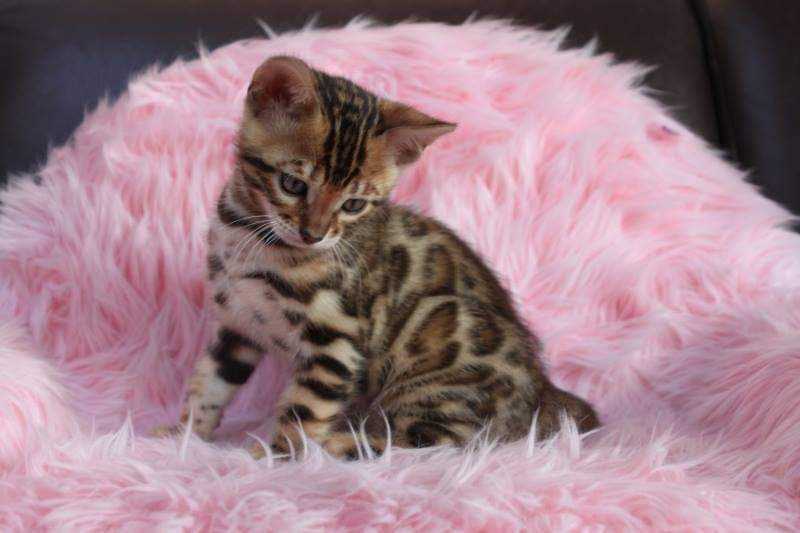 Bengal For Sale In Ahmedabad