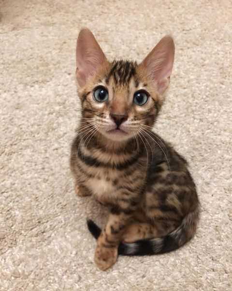 Bengal For Sale In Ahmedabad