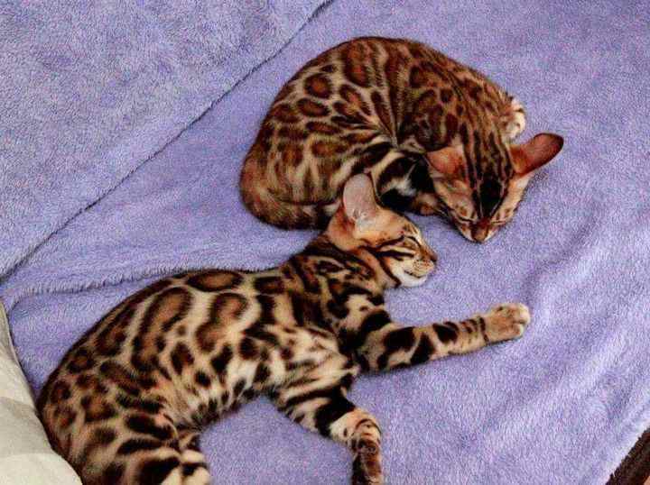 Bengal For Sale In Gurgaon