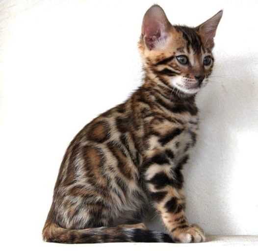 Bengal For Sale In Gurgaon