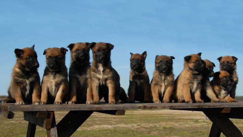 Belgian Malinois For Sale In Ahmedabad