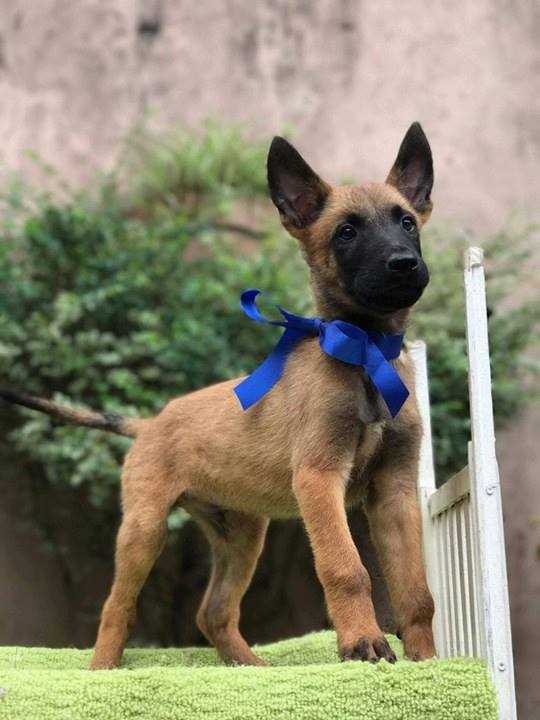 Belgian Malinois For Sale In Ahmedabad