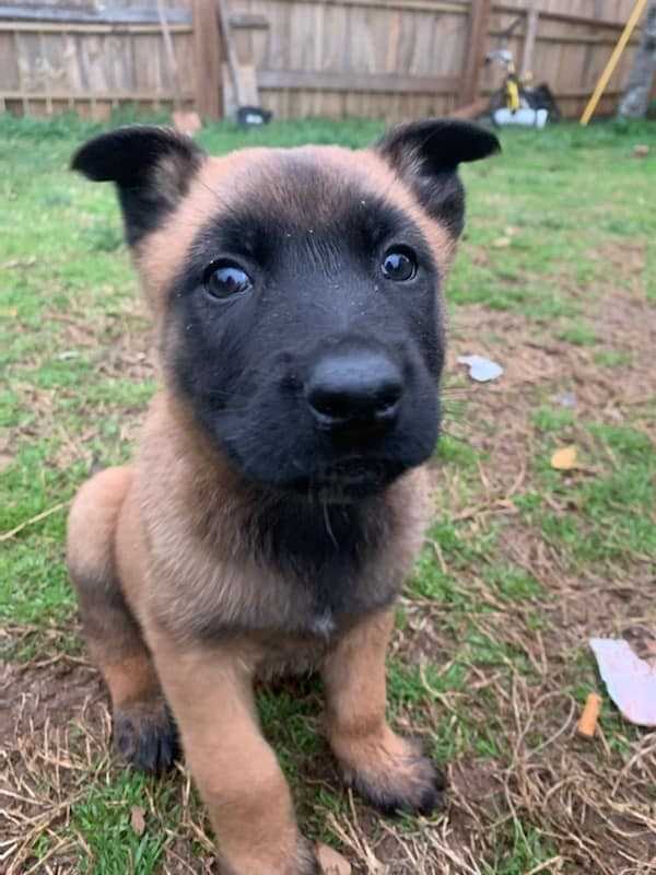 Belgian Malinois For Sale In Ahmedabad