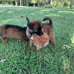 Belgian Malinois For Sale In Ahmedabad