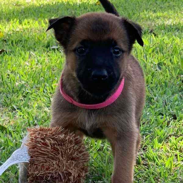 Belgian Malinois For Sale In Ahmedabad