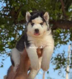 Siberian Husky For Sale In Bhatinda