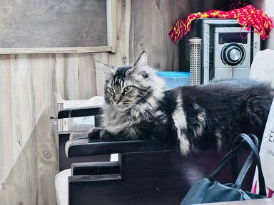 Maine Coon For Sale In Jaipur