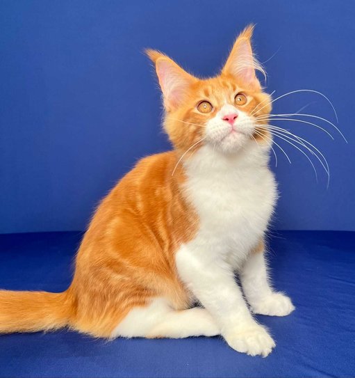 Maine Coon For Sale In Jaipur