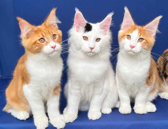 Maine Coon For Sale In Jaipur