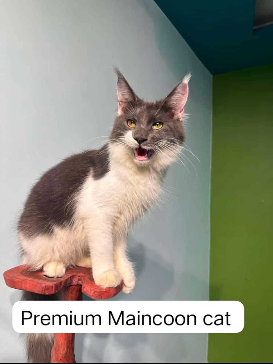 Maine Coon For Sale In Jaipur