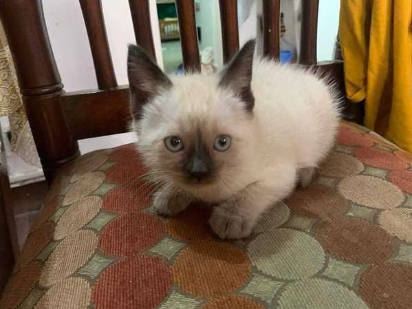 Siamese For Sale In Ahmedabad