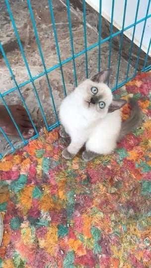 Siamese For Sale In Ahmedabad