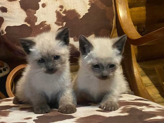 Siamese For Sale In Gurgaon