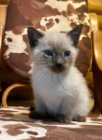 Siamese For Sale In Gurgaon