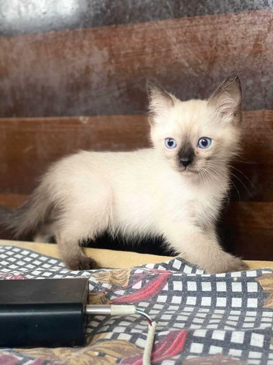 Siamese For Sale In Gurgaon