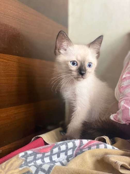 Siamese For Sale In Gurgaon