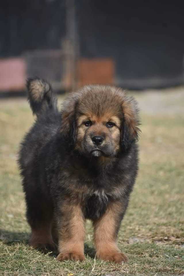 Tibetan Mastiff For Sale In Hyderabad