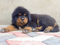 Tibetan Mastiff For Sale In Ahmedabad
