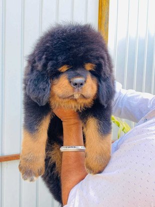 Tibetan Mastiff For Sale In Ahmedabad