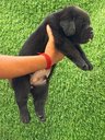 Labrador Retriever For Sale In Bhind
