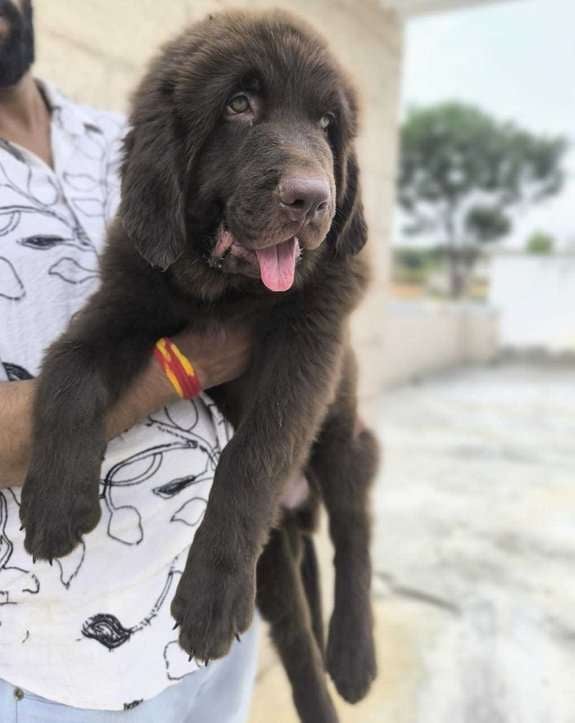 Newfoundland For Sale In Bhopal