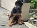 German Shepherd For Sale In Ernakulam
