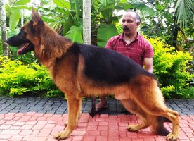 German Shepherd For Sale In Ernakulam