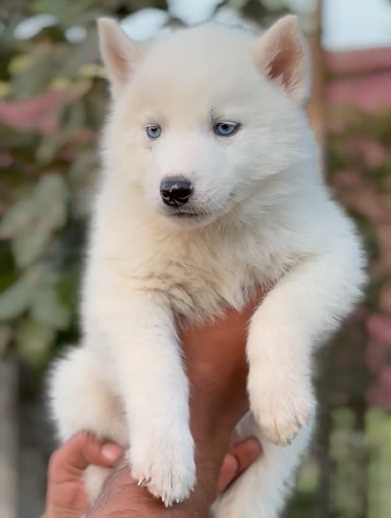 Siberian Husky For Sale In Kapurthala