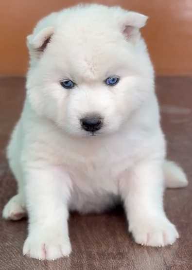 Siberian Husky For Sale In Mohali