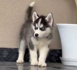 Siberian Husky For Sale In Mansa PB