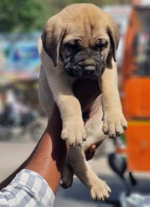 Bullmastiff For Sale In Amroha