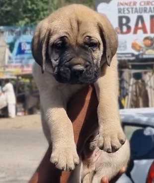 Bullmastiff For Sale In Amroha