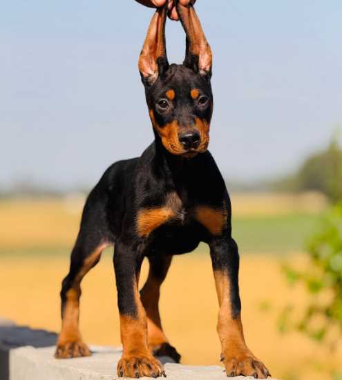 Doberman For Sale In Mohali