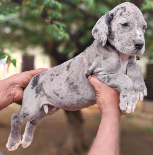 Great Dane For Sale In Bangalore